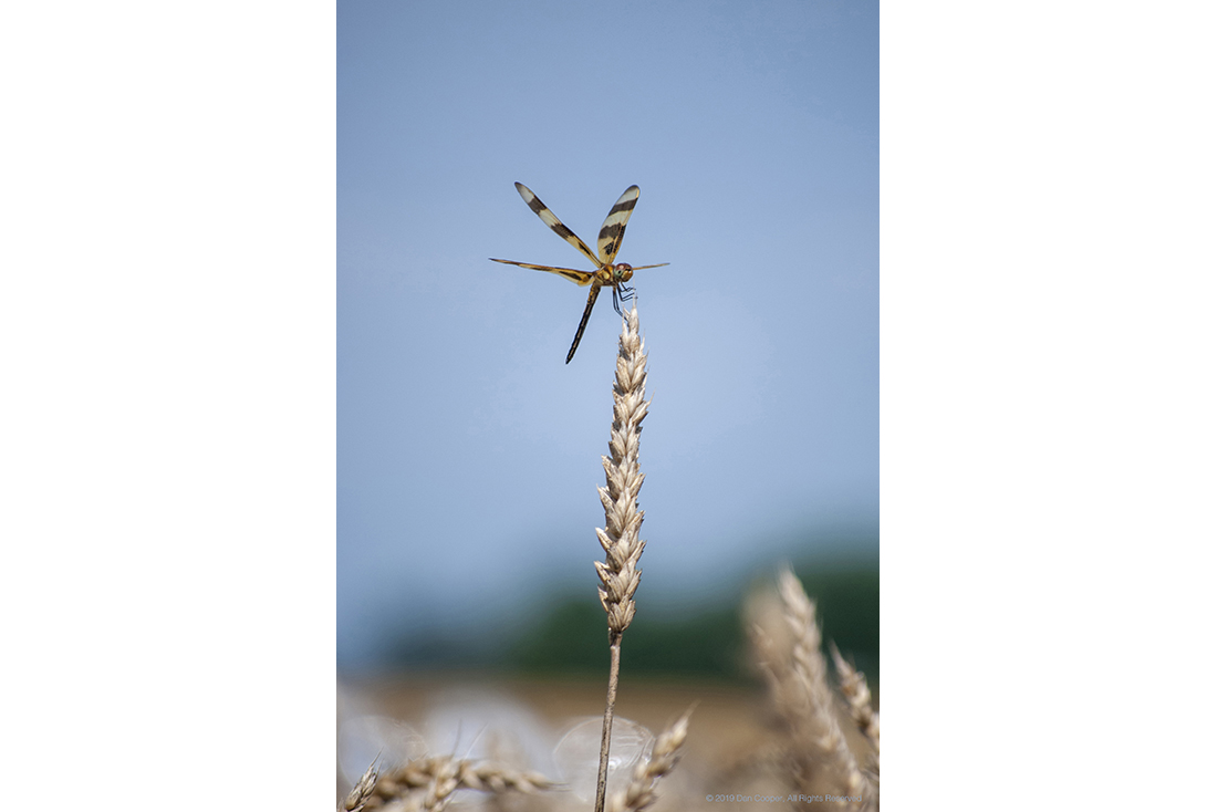 Dragonfly on Wheat